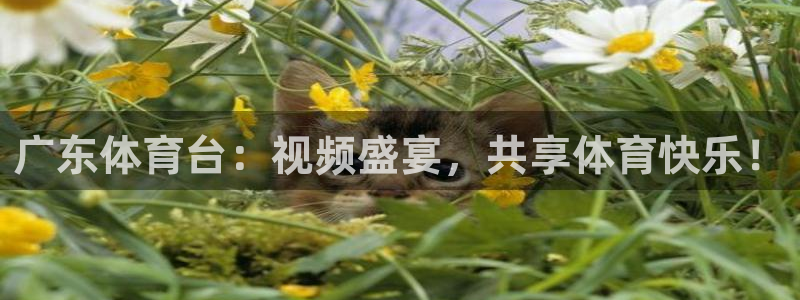 广东体育台：视频盛宴，共享体育快乐！